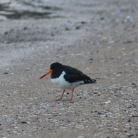 South Island Oystercatcher